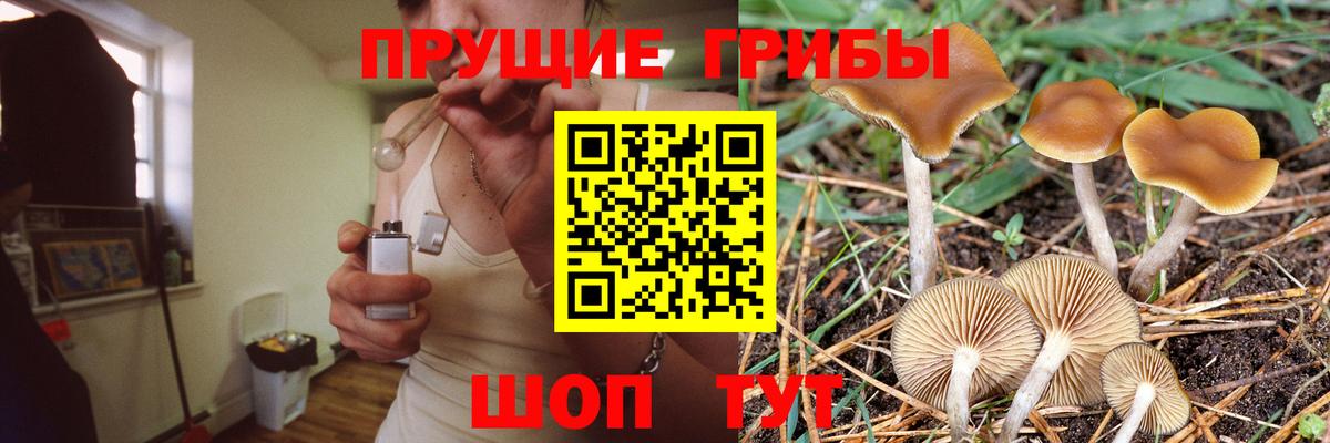 Псилоцибиновые грибы Cubensis  как найти закладки  Вход с VPN  Каспийск  Псилоцибиновые грибы Psilocybine cubensis 